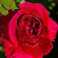 images-19