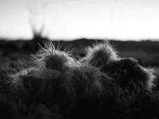 images-21