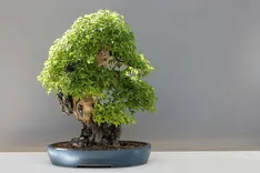 images-4