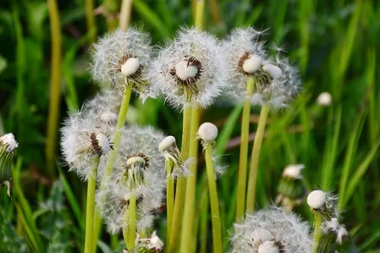 Blowing_dandelions
